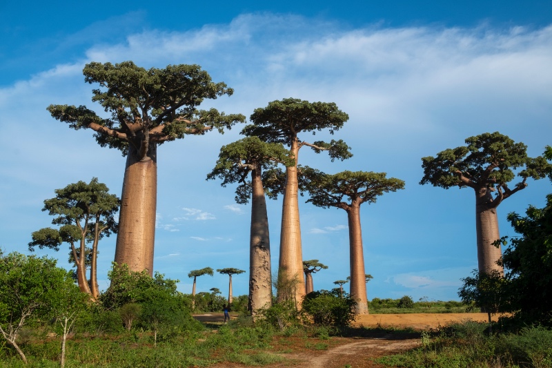 Baobabs de Madagascar