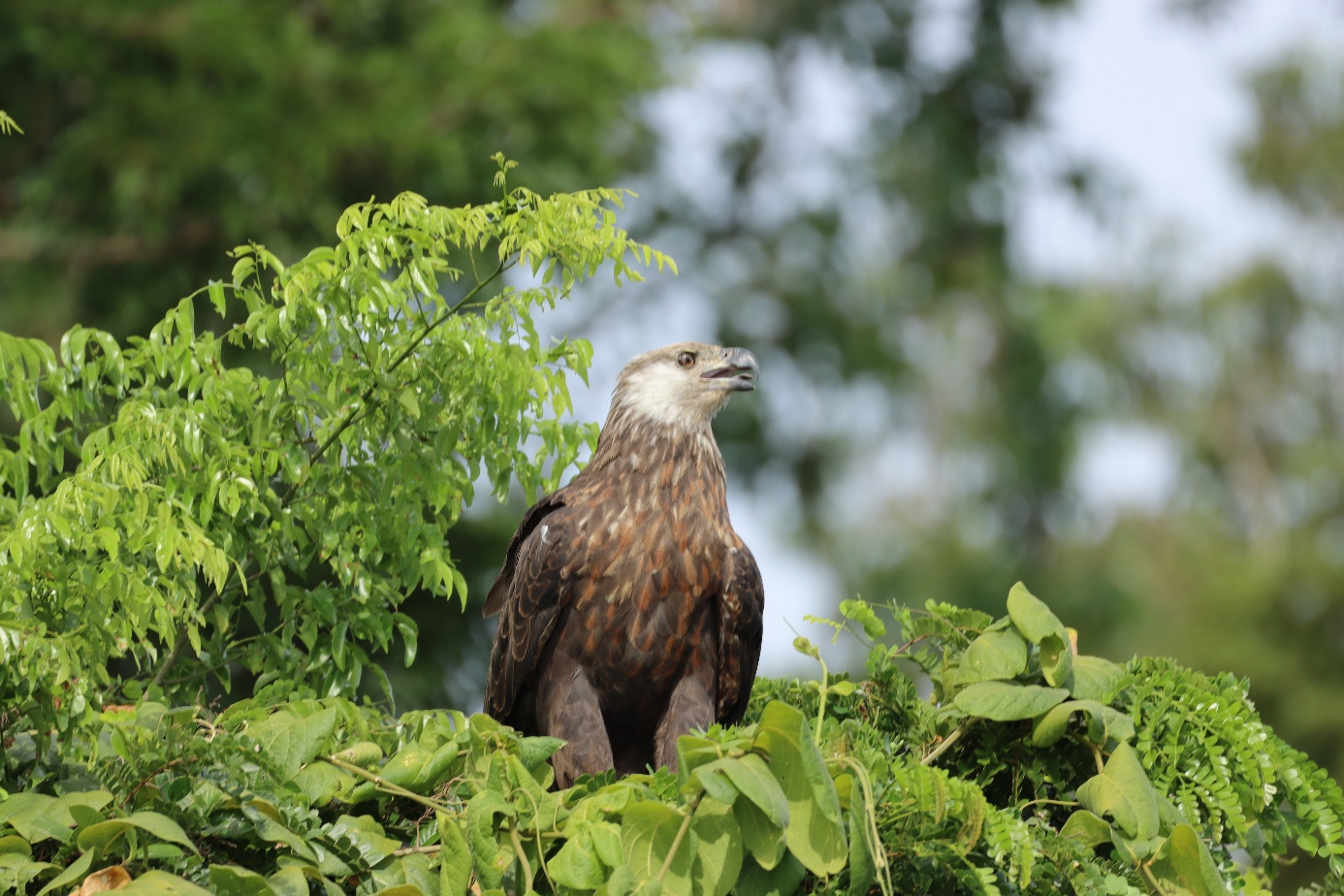 Haliaeetus vociferoides (Madagascar Eagle)