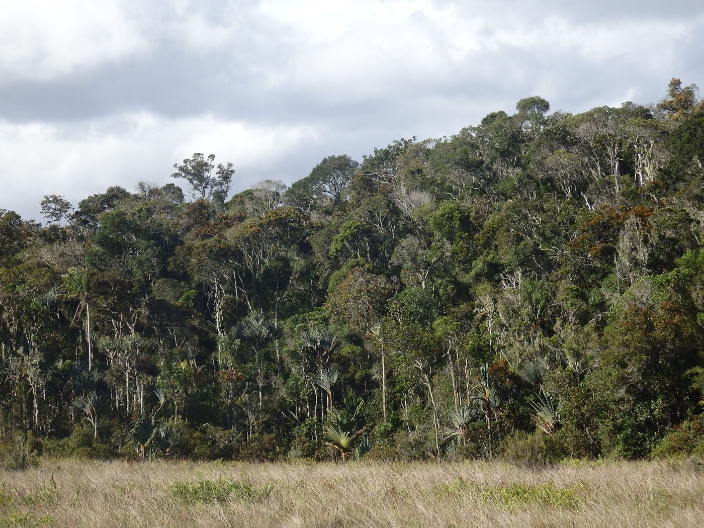 Ambohitantely Special Reserve