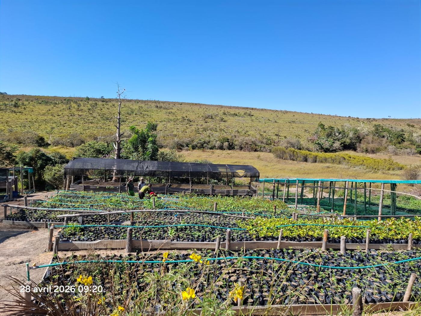 Ambohitantely Nursery