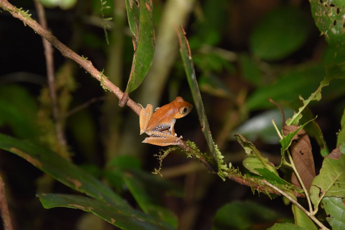 Mantella SSP, Maromizaha